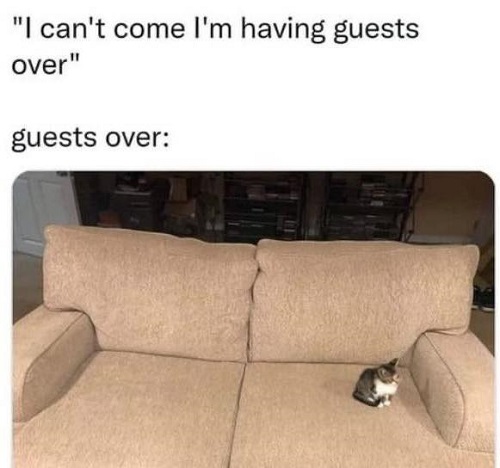 cat guests over.jpg